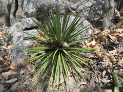 Yucca decipiens
