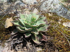 Echeveria bifida