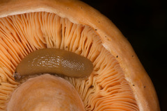 Ariunculus speziae