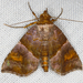 Cecharismena - Photo (c) James Reilly, some rights reserved (CC BY-NC), uploaded by James Reilly
