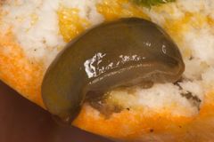 Ariunculus speziae