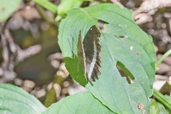 Eurytela hiarbas