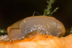 Ariunculus speziae