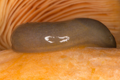 Ariunculus speziae