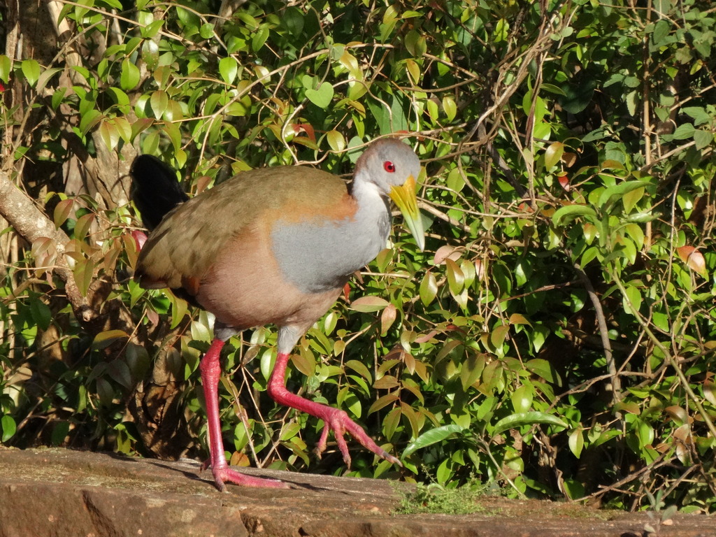 Giant Wood-Rail (Aramides ypecaha) photo