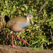 Giant Wood-Rail - Photo (c) Gonzalo Roget, some rights reserved (CC BY-NC), uploaded by Gonzalo Roget