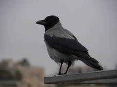 Corvus cornix