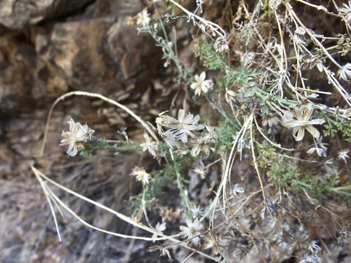 Image of Galinsogeopsis coronopifolia by (c) Sue Carnahan, some rights reserved (CC BY)