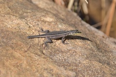 Platysaurus intermedius