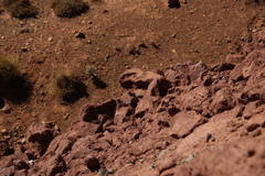 Atlantoxerus getulus