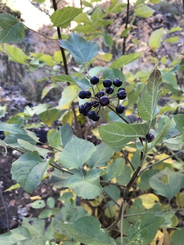 Arizona spikenard (Aralia humilis)