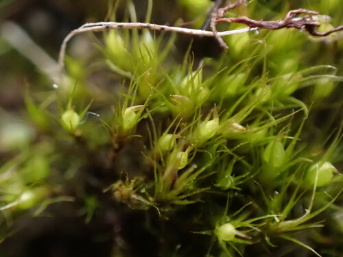 Image of Pleuridium acuminatum by no rights reserved