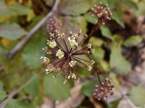 Arizona spikenard (Aralia humilis)