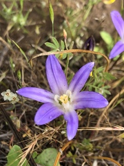 Brodiaea terrestris terrestris
