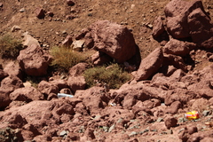 Atlantoxerus getulus