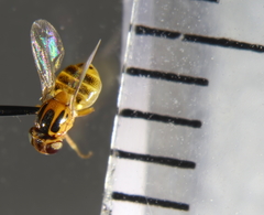 Thaumatomyia notata