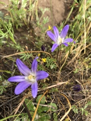 Brodiaea terrestris terrestris