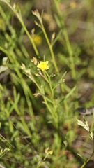 Crocanthemum scoparium