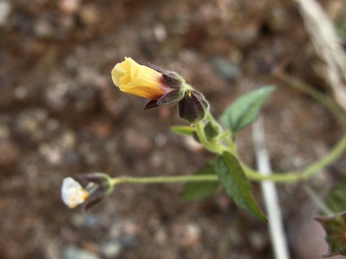 Image of Anoda lanceolata by (c) Sue Carnahan, some rights reserved (CC BY)