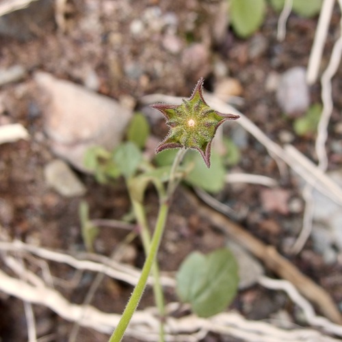 Image of Anoda lanceolata by (c) Sue Carnahan, some rights reserved (CC BY)