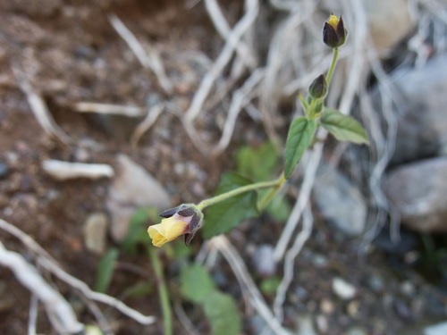 Image of Anoda lanceolata by (c) Sue Carnahan, some rights reserved (CC BY)