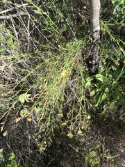 Crocanthemum scoparium