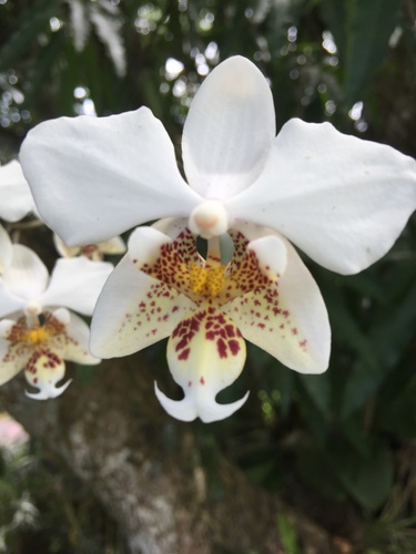 Phalaenopsis stuartiana — houseplant care guide
