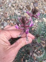 Astragalus malacus