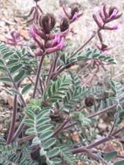 Astragalus malacus