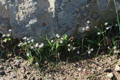 Strumaria tenella tenella
