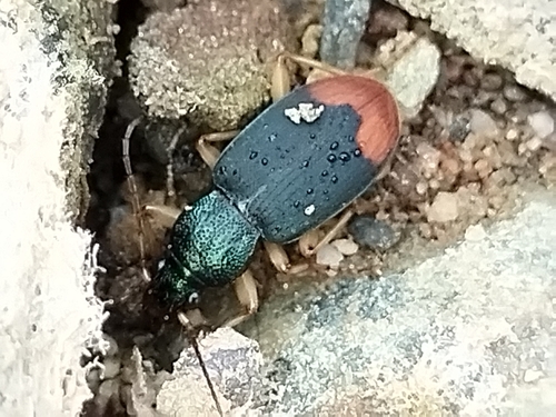 Chlaenius ruficauda