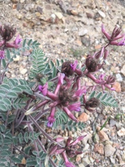 Astragalus malacus