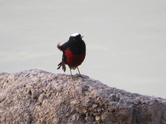 Phoenicurus leucocephalus