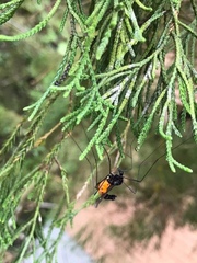 Pselliophora hoppo