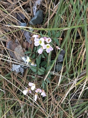 Cardamine pachystigma