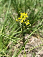 Erysimum repandum