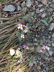 Cardamine pachystigma