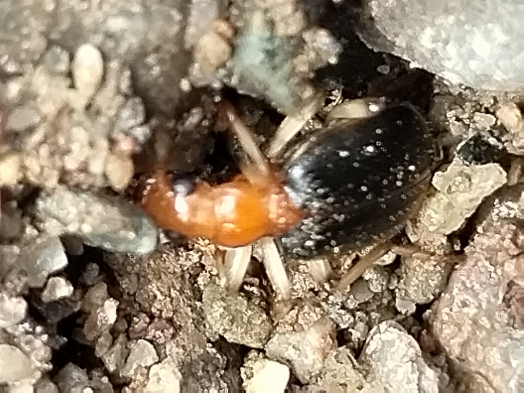 Brachinus lateralis