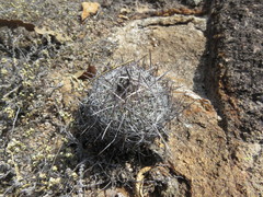 Echinofossulocactus wippermannii