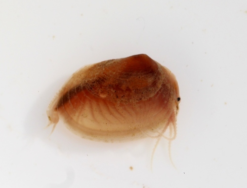 Representative image of Cyzicus grubei