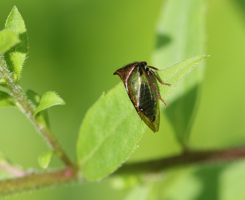 Stictocephala basalis