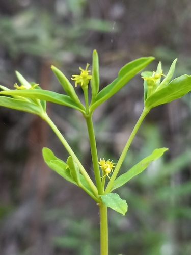 Euphorbia tuerckheimii