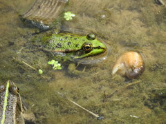 Pelophylax kurtmuelleri