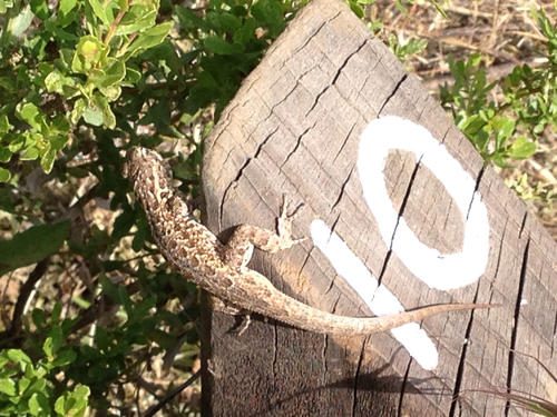 iNaturalist observation photo of Western Side-blotched Lizard