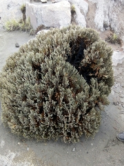 Andicolea colombiana