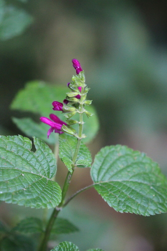 Image of Salvia tortuosa by (c) Rob Foster, some rights reserved (CC BY)