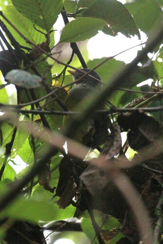 Grey-hooded Bush Tanager (Cnemoscopus rubrirostris), photo 6