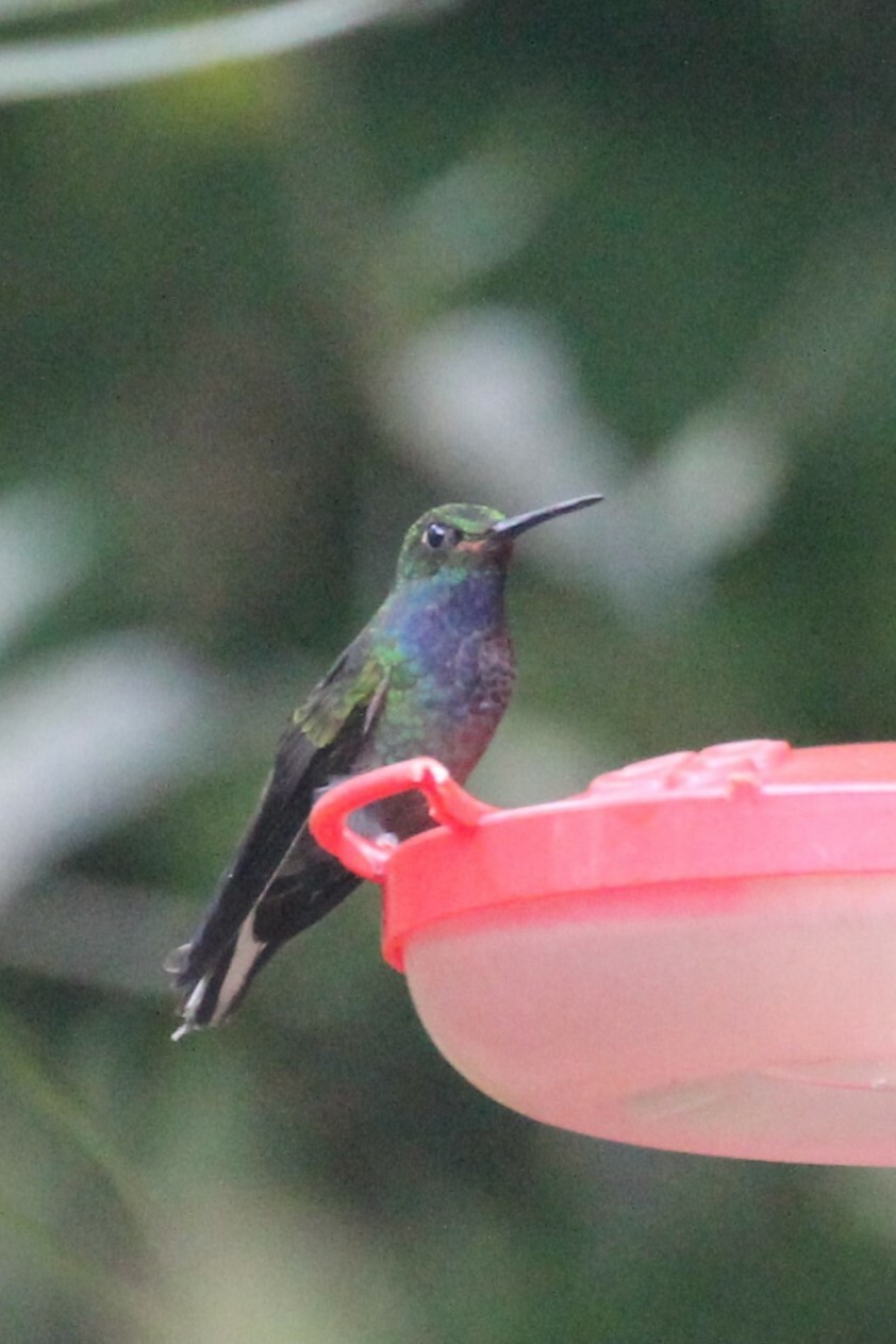 Green-backed Hillstar (Urochroa leucura), photo 3
