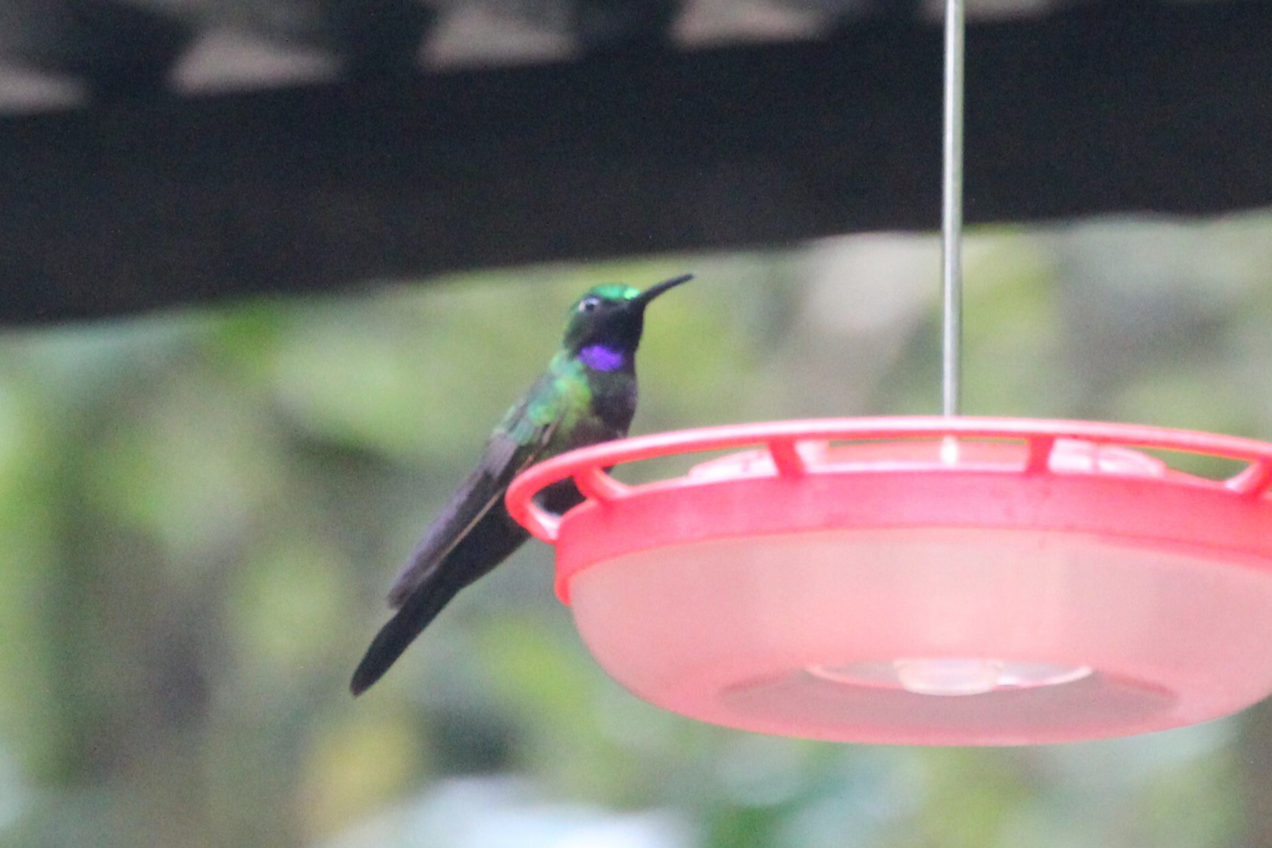 Black-throated Brilliant (Heliodoxa schreibersii), photo 3