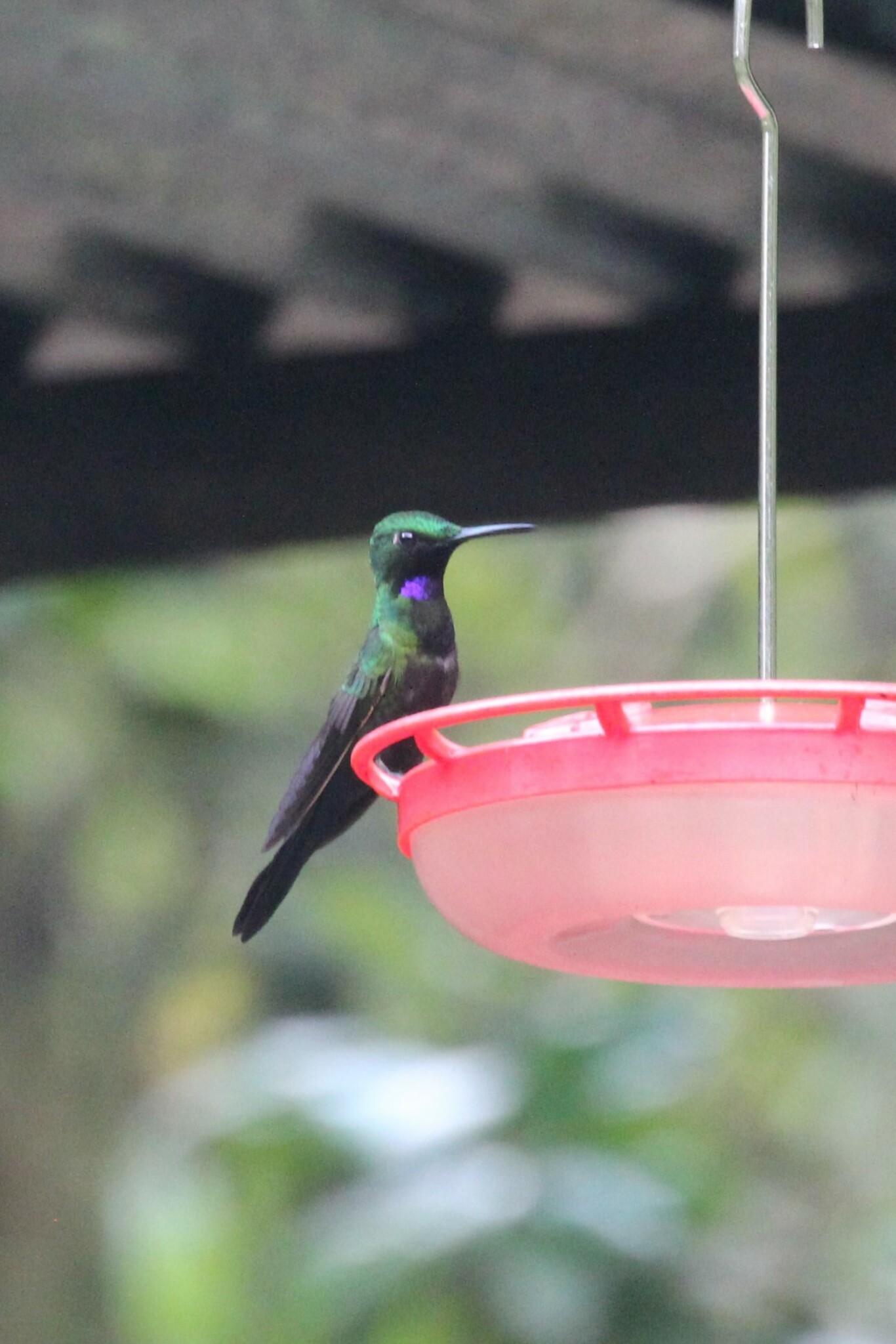 Black-throated Brilliant (Heliodoxa schreibersii), photo 4